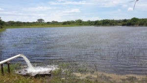 Optimizing tilapia biofloc technology systems, part 3 Fig. 4: Greenwater pond farm in Mozambique.