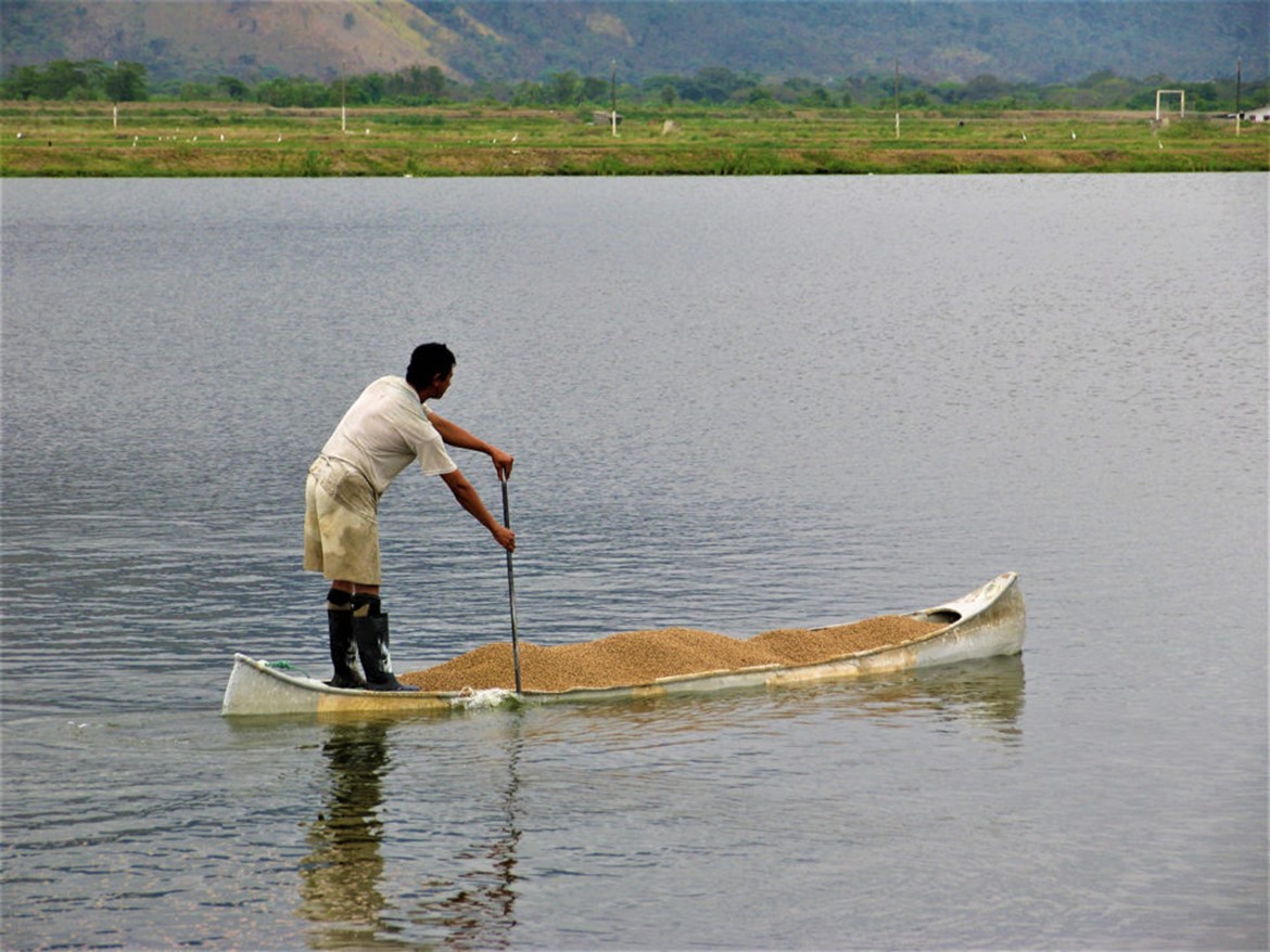 Enhanced biodiversity of gut flora, feed efficiency in Nile tilapia under reduced-frequency feeding This study evaluated the effects of reduced-feeding strategies on pond cultured Nile tilapia. Results showed improved feed efficiency and net returns with no negative effects on fish growth, survival or production versus daily feeding regimes. Photo by Darryl Jory.