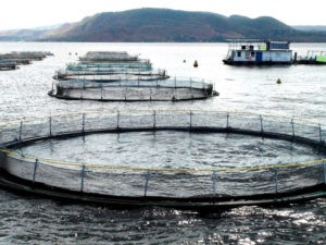 Optimizing tilapia biofloc technology systems, part 3 Fig. 2: Large-scale lake cage culture using HDPE cages on Lake Kariba, Zimbabwe is Africa’s largest fish farming company, Lake Harvest.