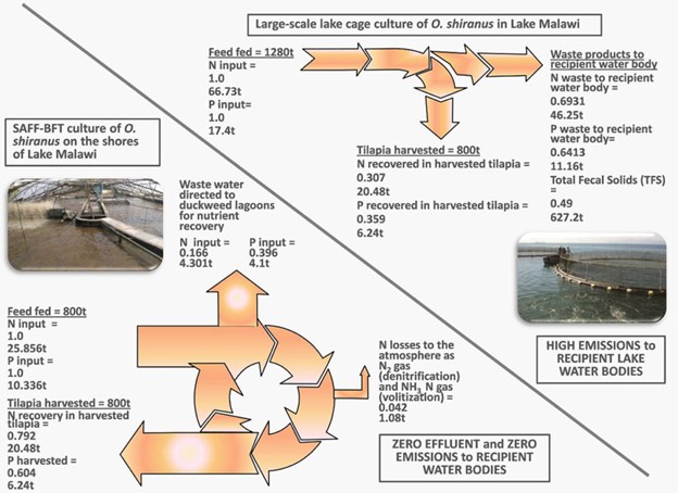 Optimizing tilapia biofloc technology systems, part 3 Fig. 7: Nitrogen (N) and phosphorus (P) input-output flux and total fecal solids (TFS) generation in an 800 tons per annum, large-scale, lake cage culture farm vs. a SAFF-BFT farm.