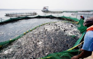 Optimizing tilapia biofloc technology systems, part 3 Harvesting tilapia from cages in Lake Kariba, Zimbabwe.