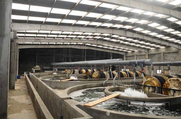 Optimizing tilapia biofloc technology systems, part 3 Fig. 6: SAFF-RAS farm in Syria.