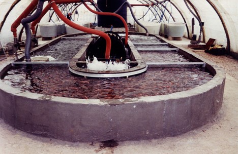 Optimizing tilapia biofloc technology systems, part 3 Fig. 5: Prototype SAFF-RAS farm in Lebanon.