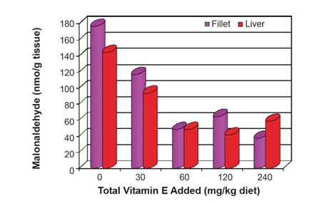 Hình 3: Sản phẩm peroxy hóa lipid trong phi lê và mô gan của cá rô phi lai được cho ăn với mức vitamin E ngày càng tăng trong khẩu phần ăn.