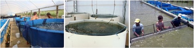 Muối Ăn - Công Cụ Hữu Ích Trong Nuôi Trồng Thủy Sản, Phần 1 Bể sợi thủy tinh và kim loại phủ epoxy được sử dụng để thanh lọc (cho cá nhịn ăn) cá giống. Vì mục đích này, nước nên được muối ở mức 3 đến 6 ppt. Cá được nuôi trong các lưới hapas (lưới 5-7 mm) được đặt trong bể. Các lưới hapas được treo cách đáy bể 20-30 cm, ngăn cá ăn phân của chính mình. Các lưới hapas cũng giúp bắt cá dễ dàng hơn để bỏ vào túi ni lông hoặc bể kéo. Nguồn: Fernando Kubitza.