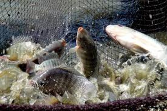 Cá Rô Phi: Nhu Cầu Tăng Vọt & Tiềm Năng Vàng Trong Ngành Thủy Sản Xuất khẩu cá rô phi đang tăng trưởng vượt trội