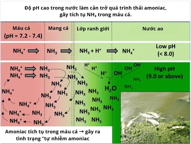 Thông Số Chất Lượng Nước Thường Bị Bỏ Qua: pH Hình 3: Khi pH của nước thấp hơn hoặc gần với pH máu cá (≤ 8,0), cá có thể dễ dàng thải amoniac ra ngoài nhờ quá trình khuếch tán đơn giản. Trong máu, phần lớn amoniac tồn tại dưới dạng NH₄⁺. Khi đến mang, NH₄⁺ được chuyển thành NH₃ – dạng có khả năng xuyên qua màng tế bào mang để đi vào lớp nước ranh giới. Tại đây, NH₃ sẽ kết hợp với ion axit H⁺ để trở lại thành NH₄⁺, qua đó duy trì sự chênh lệch nồng độ (gradient) NH₃ giữa máu và lớp ranh giới, giúp tiếp tục khuếch tán NH₃ từ máu ra ngoài nước. Tuy nhiên, khi pH nước cao (≥ 9,0), quá trình này bị cản trở. Lý do là vì các ion H⁺ bị trung hòa trước bởi ion kiềm mạnh OH⁻, khiến NH₃ không thể chuyển thành NH₄⁺ ở lớp ranh giới. Kết quả là NH₃ tích tụ, làm giảm chênh lệch nồng độ giữa máu và nước. Điều này dẫn đến việc NH₃ không thoát ra được mà tích tụ trong máu cá, gây nên hiện tượng gọi là “tự nhiễm amoniac”.