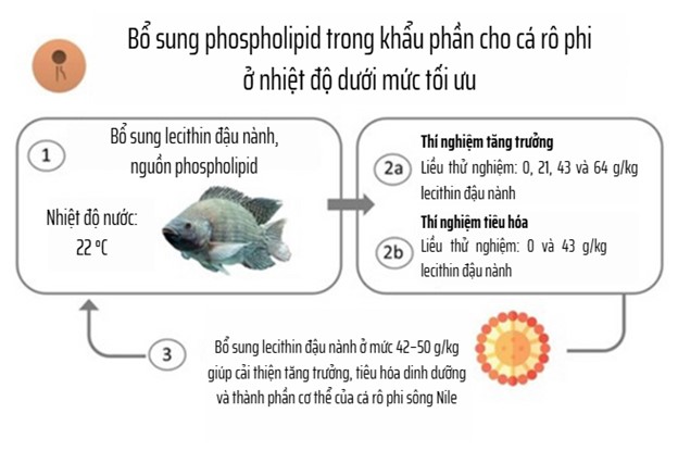 Hình 1. Sơ đồ thiết lập thí nghiệm được sử dụng trong nghiên cứu này.