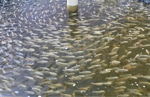 How dietary supplementation with fumaric acid affects Nile tilapia juveniles This study evaluated the effects of dietary supplementation with fumaric acid in Nile tilapia juveniles, showing that the addition of fumaric acid to diets improves the production and intestinal microbiota health of the fish, and recommending an inclusion level of 15 grams per kg to promote growth, improve intestinal morphometry and decrease pathogenic gut bacteria. Photo by Darryl Jory.