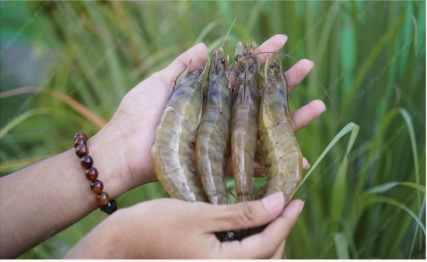 Vì sao tôm thẻ gia hóa Bình Minh là lựa chọn hiệu quả cho nuôi quảng canh? Tôm thẻ gia hoá Bình Minh