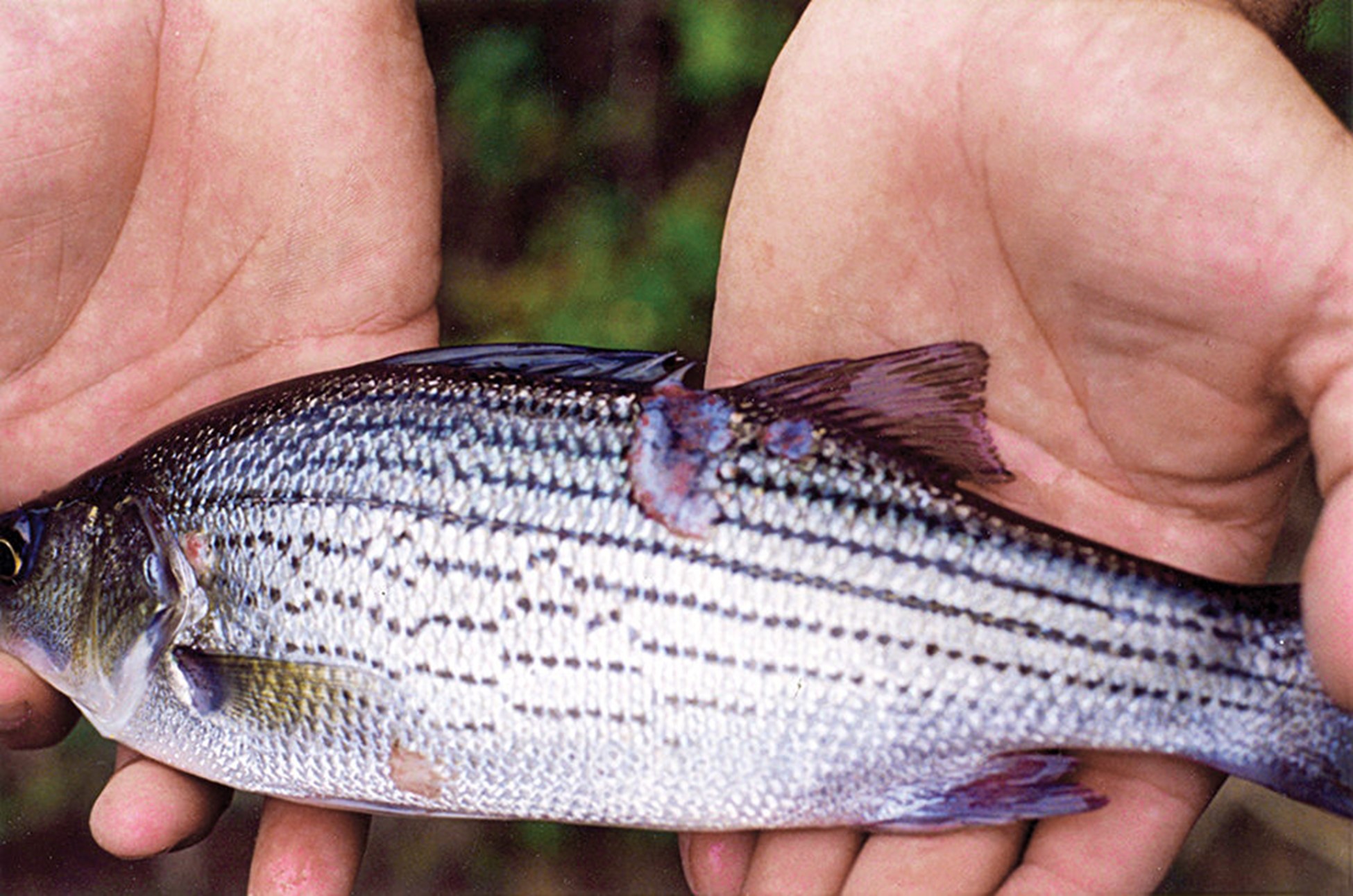 Antibiotic-resistant bacteria, part 1 Antibiotics are used to treat bacterial infections and other conditions in farmed fish.
