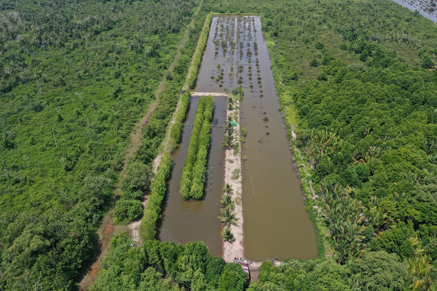 Responsible shrimp farming paired with mangrove restoration can boost yields, protect coasts and support sustainable livelihoods. Photo courtesy of Esti Hardi.