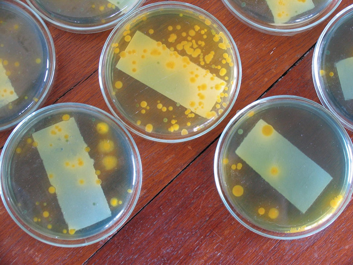Antibiotic-resistant bacteria, part 1 Regular testing can identify whether treating fish with antibiotics results in antibiotic residues in ponds, sediments or aquaculture products.