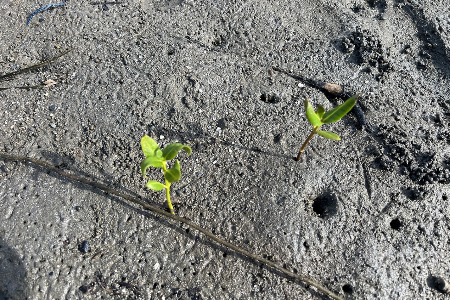 However, mangroves have been declining globally, mainly due to human activities, including shrimp farming. With the global shrimp market poised for further growth, farming the species responsibly is a pressing issue.