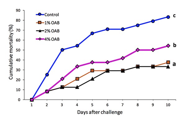 Hình 1: Tỷ lệ chết tích lũy (%) của tôm thẻ chân trắng sau khi được cho ăn các mức OAB khác nhau và cảm nhiễm với vi khuẩn Vibrio harveyi.