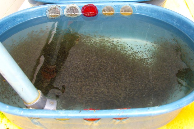 This study investigated the effect of low dietary protein and nutritional programming in Nile tilapia fry and determined that restricting dietary protein for the first 14 days after yolk sac absorption significantly increased fish length, weight and feed efficiency after 56 days of culture. Photo by Darryl Jory.