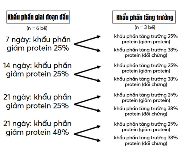 Fig. 1: Experimental design for nutritional programming with different dietary protein levels.