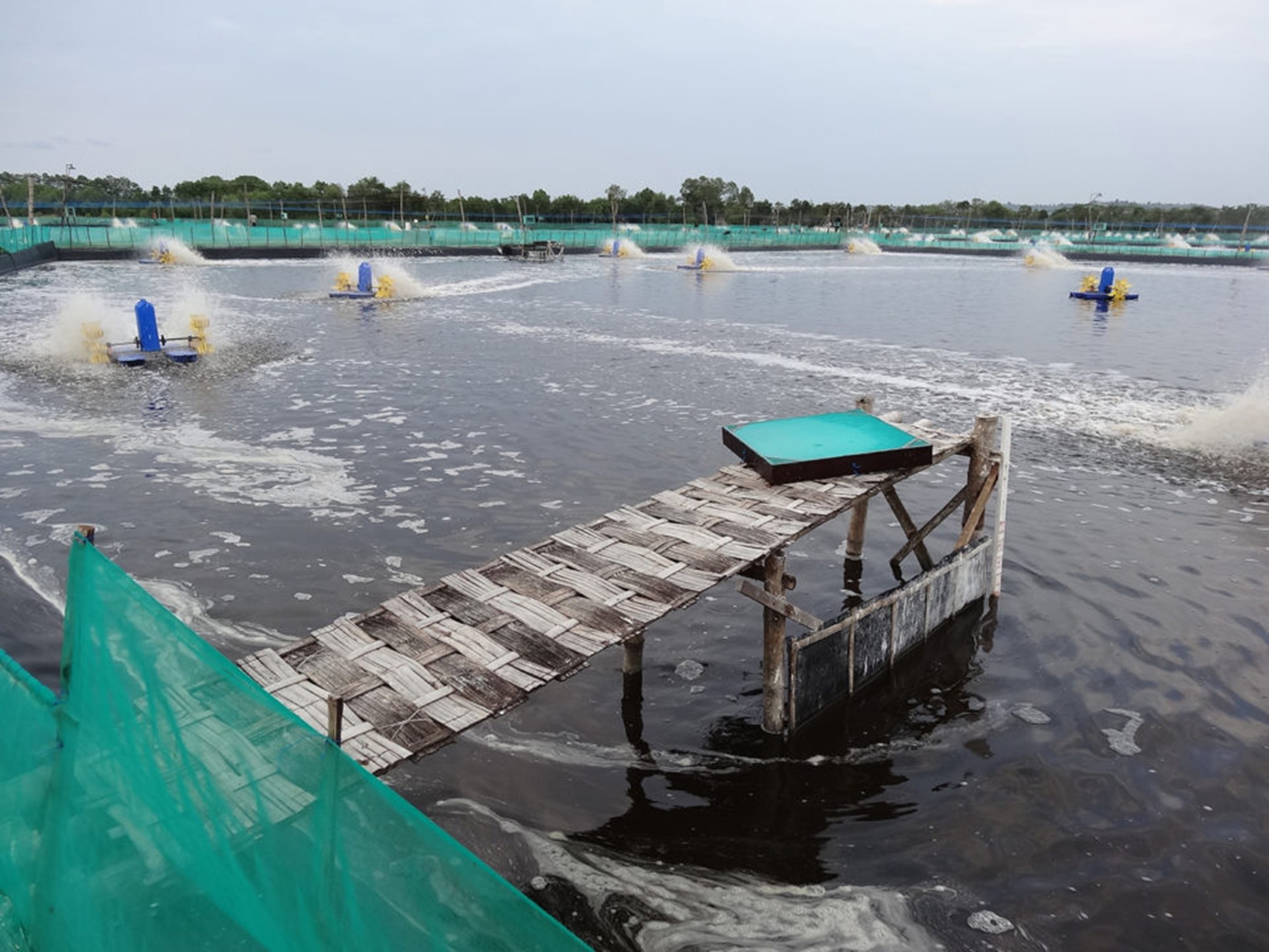 Nuôi tôm thâm canh ở Indonesia – thâm canh sản xuất đòi hỏi thức ăn hoàn chỉnh.