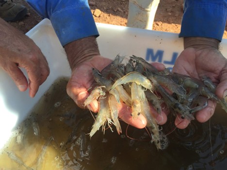 Thức ăn có sẵn trong tự nhiên có thể đáp ứng một số nhu cầu AA của tôm.