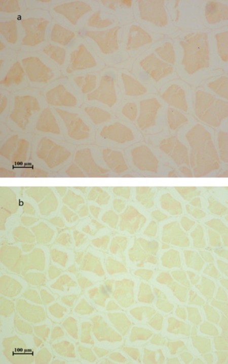 Hình 1. Cấu trúc vi mô của mặt cắt ngang cơ cá rô phi sau 80 ngày. a. Nhóm đối chứng; b. Nhóm ăn đậu răng ngựa.