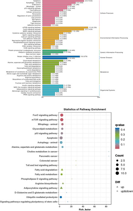 Hình 4. Chú thích phân loại KEGG và phân tích làm giàu ở nhóm ăn đậu răng ngựa so với nhóm đối chứng.