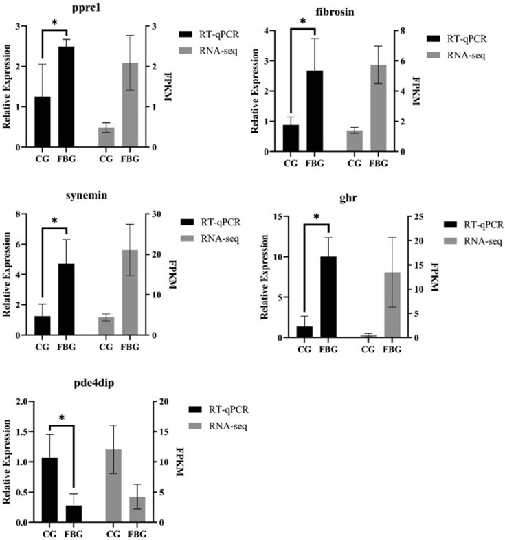 Hình 5. Xác nhận PCR định lượng huỳnh quang thời gian thực của các gen biểu hiện khác biệt (“*” chỉ ra sự khác biệt đáng kể giữa nhóm đối chứng và nhóm ăn đậu răng ngựa, P  < 0,05).