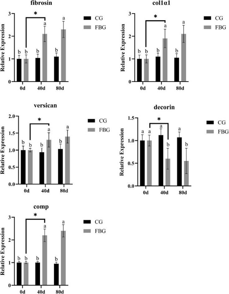 Hình 6. Tác dụng của đậu răng ngựa đối với biểu hiện của gen liên quan đến tình trạng xơ cơ ở cá rô phi (các chữ cái khác nhau trong cùng một hình chỉ ra sự khác biệt đáng kể giữa nhóm đối chứng và nhóm ăn đậu răng ngựa tại cùng một điểm lấy mẫu; “*” chỉ ra sự khác biệt đáng kể giữa ngày thứ 0 và ngày thứ 40 ở nhóm ăn đậu răng ngựa, P  < 0,05).