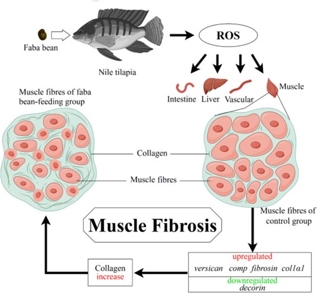 Hình 7. Sự thay đổi trong biểu hiện của các gen liên quan đến xơ hóa ở cơ cá rô phi dẫn đến xơ hóa cơ, khiến cơ giòn.