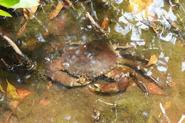 How climate change-induced temperature increases impact crustacean aquaculture Picture1 1