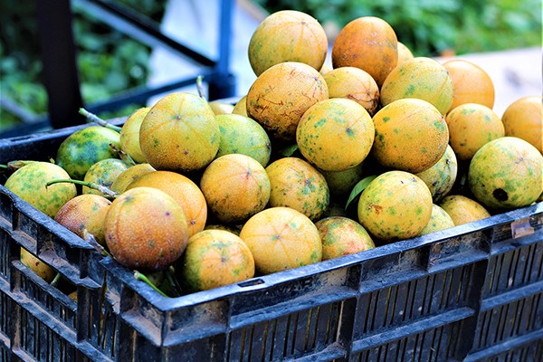 In this study to investigate the effects of dietary passionfruit peel powder in Nile tilapia in a biofloc system, fish fed the experimental diets at doses from 10 to 80 grams per kg of feed had significantly higher expression of immune and antioxidant genes, showing that passionfruit peel powder stimulates the immune, antioxidant systems of Nile tilapia cultured in biofloc systems. Photo by Sivahari, via Wikimedia Commons.