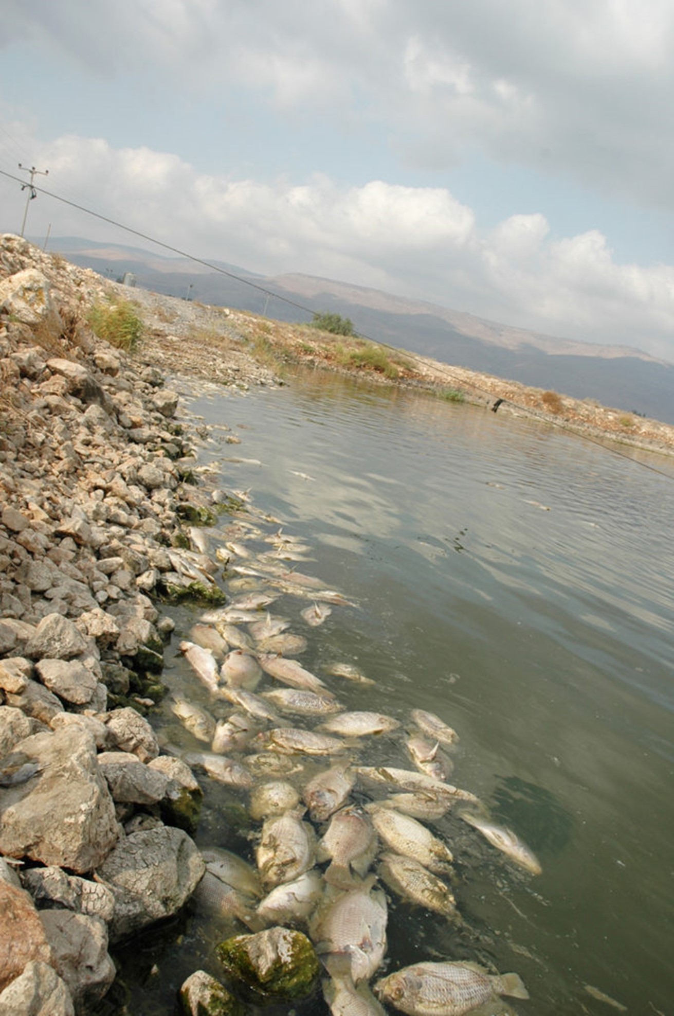 TiLV has caused mass fish mortalities at farms in the Bet-Shean Valley in Israel. Photo courtesy of Avi Eldar, a veterinarian with the Kimron Veterinary Institute in Bet Dagan, Israel.