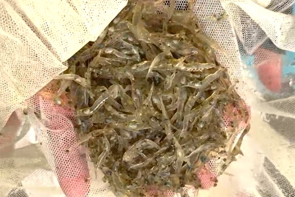 Lysolecithin Tác Động Như Thế Nào Đến Sự Tăng Trưởng, Khả Năng Chống Oxy Hóa Và Chuyển Hóa Lipid Của Tôm Thẻ Chân Trắng Nghiên cứu này đánh giá tác động của việc bổ sung lysolecithin vào khẩu phần ăn đối với tốc độ tăng trưởng, khả năng chống oxy hóa và quá trình chuyển hóa lipid của tôm thẻ chân trắng. Kết quả cho thấy mức bổ sung 0,1% lysolecithin cho hiệu suất tăng trưởng tối ưu, đồng thời cải thiện đáng kể khả năng giữ lipid và khả năng tiêu hóa mỡ thô. Những kết quả này chứng minh rằng lysolecithin trong khẩu phần có thể nâng cao hiệu quả trao đổi chất và chất lượng mô của tôm thẻ chân trắng L. vannamei, từ đó góp phần tăng năng suất và giảm thất thoát thức ăn. Ảnh: Francisco Miranda.