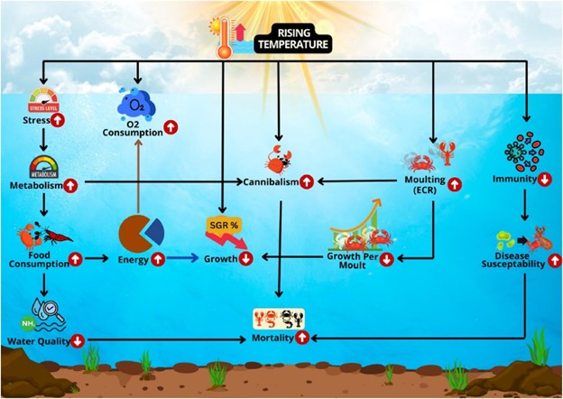 How climate change-induced temperature increases impact crustacean aquaculture Fig. 1: Graphical summary of the effects of climate change induced temperature rise on crustaceans in aquaculture systems. Adapted from the original.