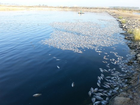 Dead tilapia along the shore of a fish pond in the Bet-Shean Valley in Israel. Photo courtesy of Avi Eldar.