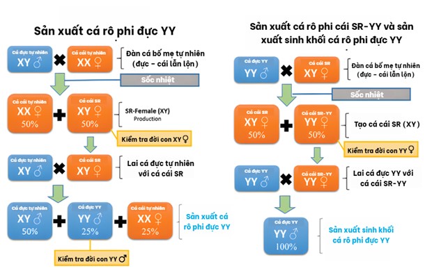 Hình 1: Sơ đồ sản xuất cá rô phi đực YY và sản xuất hàng loạt thông qua cá rô phi cái YY SR.*ghi chú: SR: chuyển đổi giới tính
