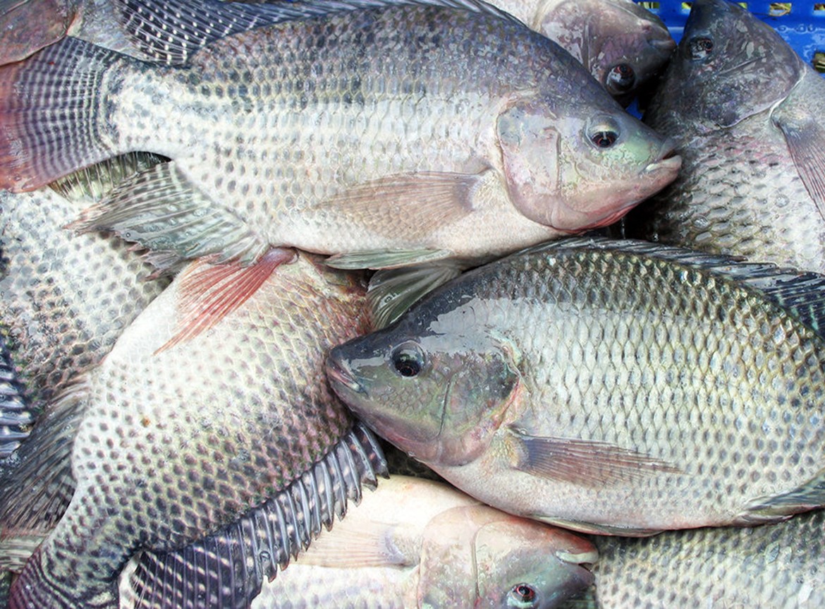 Improving salinity tolerance in tilapia Greater salinity tolerance in tilapia could allow the fish to be raised in new regions of the world.