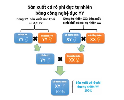 Hình 2: Sơ đồ sản xuất cá rô phi đực tự nhiên được sinh ra từ cá rô phi đực YY.