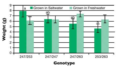 Improving salinity tolerance in tilapia Fig. 1: Weight of four genotypes of offspring in one family, grown in saltwater and freshwater. Groups sharing the same letter are not significantly different (α = 0.05). From Velan et al., under review.