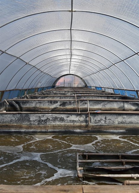 Nuôi thâm canh tôm thẻ chân trắng trong hệ thống BFT tại Đại học Liên bang Rio Grande – FURG, Brazil. Ảnh của Otávio Augusto LF Pimentel.