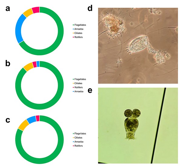 Hình 3. Sự phong phú tương đối của các nhóm động vật phù du chính trong các nghiệm thức RAS (a), BFT (b) và synbiotic (c) trong nuôi siêu thâm canh tôm thẻ chân trắng Penaeus vannamei trong nước có độ mặn thấp.