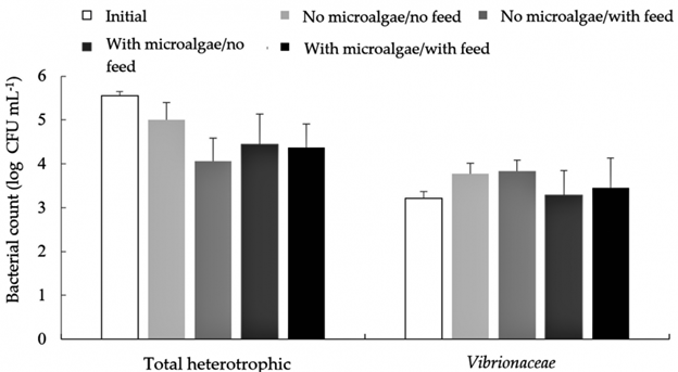 Effect of microalgae Scenedesmus on Pacific white shrimp and Nile tilapia in a biofloc environment Figure 2. Total heterotrophic bacteria and Vibrio spp. counts in the water of an integrated culture, biofloc system with L. vannamei and O. niloticus for 62 days, in which the addition or no addition of both microalgae and fish feed was evaluated in a factorial design.