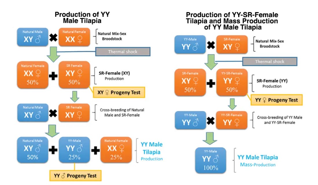 Fig. 1: Schematic production of YY male tilapia and mass production through YY SR female tilapia.