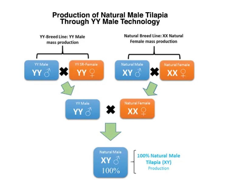 Fig. 2: Schematic production of natural male tilapia sired by YY male tilapia.