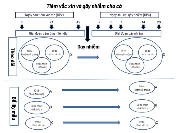 Hình 1: Sơ đồ minh họa thiết kế thí nghiệm của nghiên cứu. Các nhóm cá khác nhau được tiêm nội màng bụng với các chế phẩm đã chỉ định và được cho thời gian 42 ngày để phát triển phản ứng miễn dịch. Sau đó, cá được gây nhiễm với 9 x 10⁵ CFU vi khuẩn mỗi con. Nhóm đối chứng (PBS); Vac = nhóm được tiêm phòng; Adj = nhóm chỉ dùng chất bổ trợ; DPV = số ngày sau khi tiêm phòng; DPC = số ngày sau khi gây nhiễm.