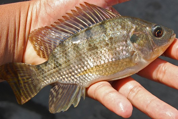 Ảnh: WA Djatmiko, nguồn Wikimedia Commons.