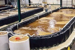 Hệ thống sản xuất biofloc cho phép nông dân nuôi tôm với lượng thức ăn và lượng nước đầu vào tối thiểu