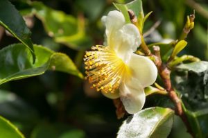 Hoa trà Camellia sinensis