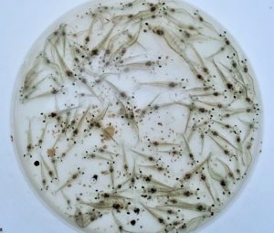 Nghiên cứu này đánh giá hoạt tính kháng khuẩn của 5 chủng Bacillus được phân lập từ nước biển ở Jeju