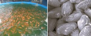 Vibrio