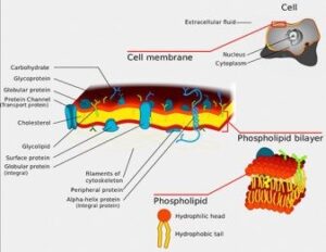Màng tế bào, còn được gọi là màng plasma hoặc plasmalemma, là một lớp kép lipid bán thấm phổ biến ở tất cả các tế bào sống. Nó chứa nhiều loại phân tử sinh học, chủ yếu là protein và lipid, tham gia vào một loạt các quá trình tế bào. Nó cũng đóng vai trò là điểm gắn kết cho cả bộ khung tế bào nội bào và, nếu có, thành tế bào.